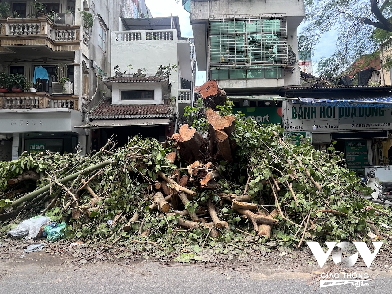 Sau hơn 1 tuần hứng chịu sức tàn phá nặng nề của cơn bão số 3, khoảng trên 10% cây xanh trên địa bàn thành phố Hà Nội bị đổ gãy, hầu hết các tuyến đường đều có cây đổ...