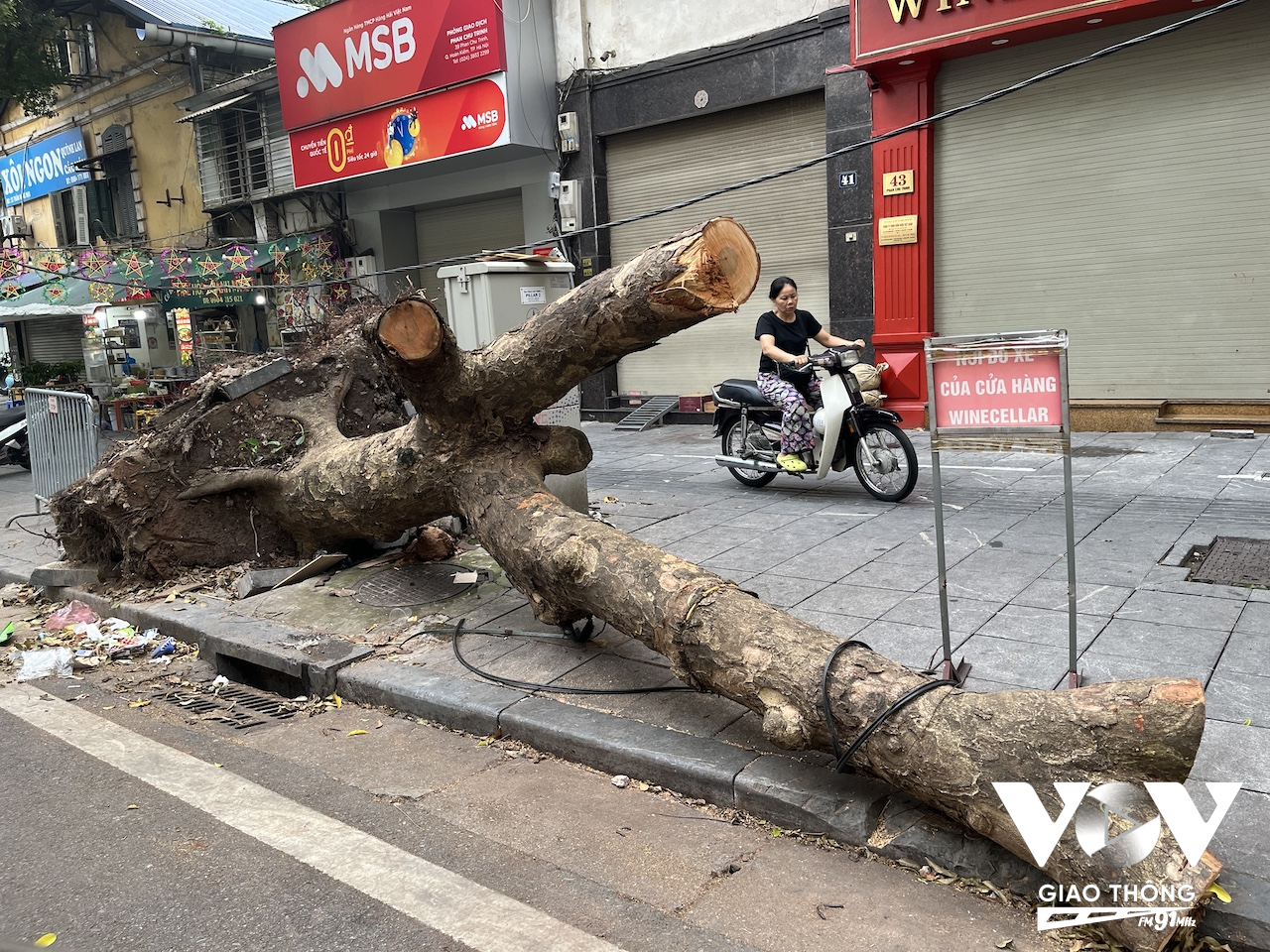 Một gốc cây lớn chưa thể di chuyển trên phố Phan Chu Trinh