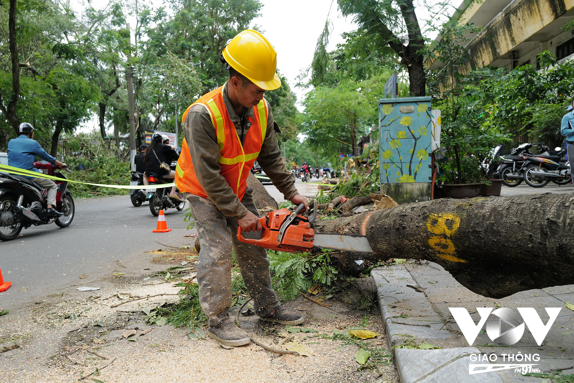 Nhiều cây xanh đổ có thể cứu đã được trồng lại, nhưng cũng rất nhiều cây không thể cứu phải cắt nhỏ để vận chuyển đi xử lý...