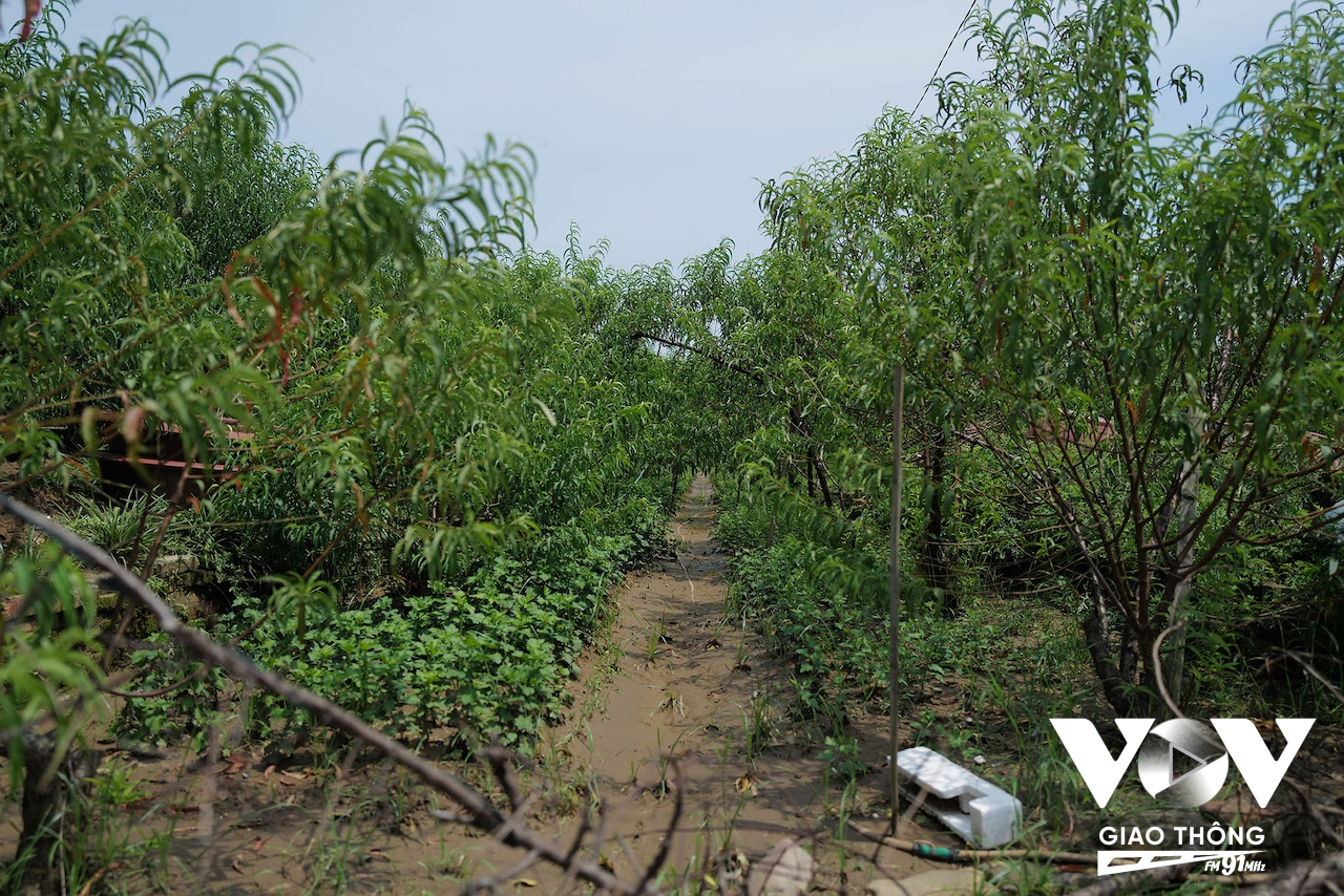 Tuy vậy, có thể giá cả sẽ đắt hơn mọi năm. Một người trồng đào cho biết, có thể sẽ cao hơn gấp rưỡi so với năm ngoái