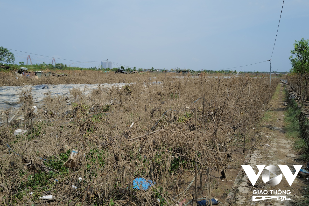 Một vườn hoa đào ven sông ở làng hoa Nhật Tân bị ngập nước khiến toàn bộ các gốc đào bị chết