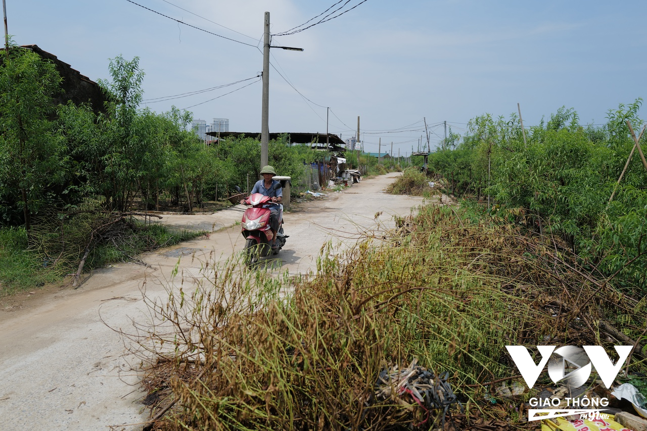 Rất nhiều hộ gia đình trồng hoa đào ở Nhật Tân cũng phải tìm cách làm lại đất để trồng hoa ngắn ngày vì không còn đủ thời gian 'làm lại'