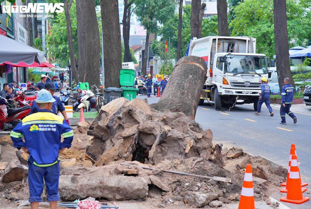 TP.HCM thay thế 2.765 cây bị hư hại, khiếm khuyết hoặc chết khô - Ảnh VTCnews