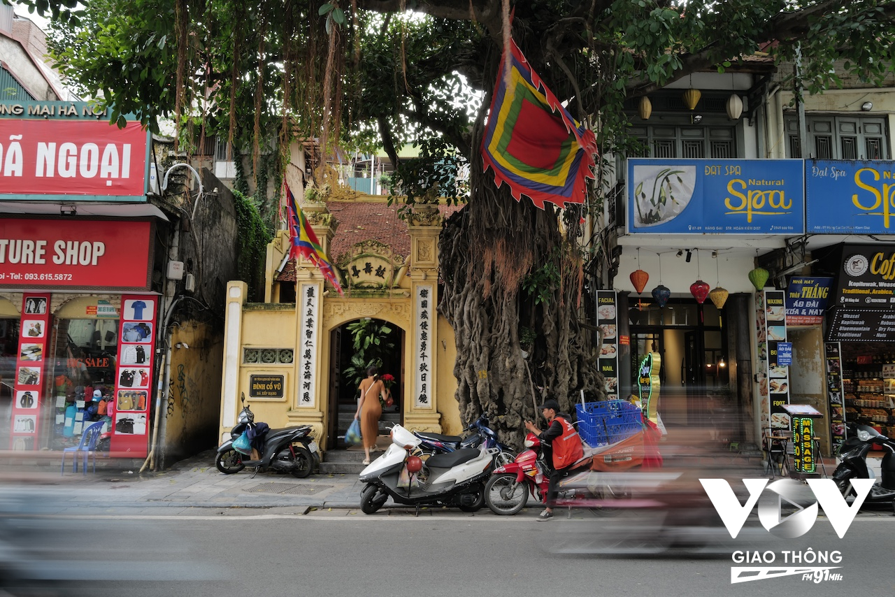 Sau bão, cây vẫn trụ vững... Đặc thù của cây với bộ rễ phát triển liên tục từ thân rồi cắm sâu xuống lòng đất và được người dân bảo vệ, không xâm hại nên qua hàng trăm năm cây vẫn tươi tốt và khỏe mạnh