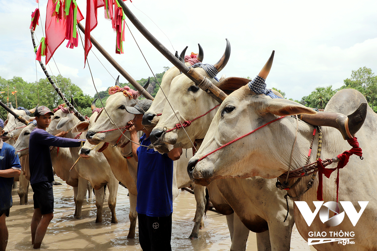 Các đôi bò được nài bò chăm sóc kỹ lưỡng cho ngày thi đấu