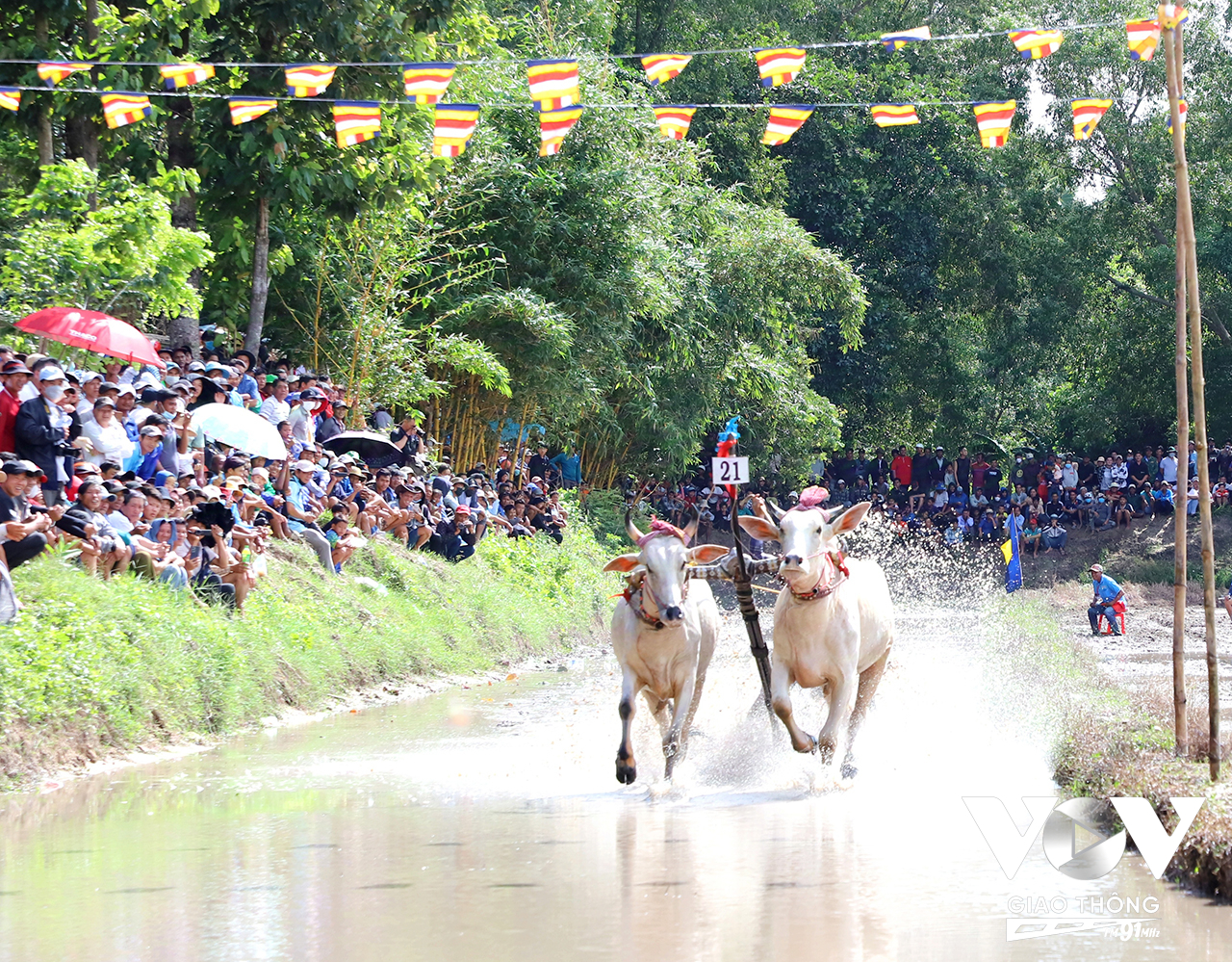 Đôi bò tăng tốc về đích