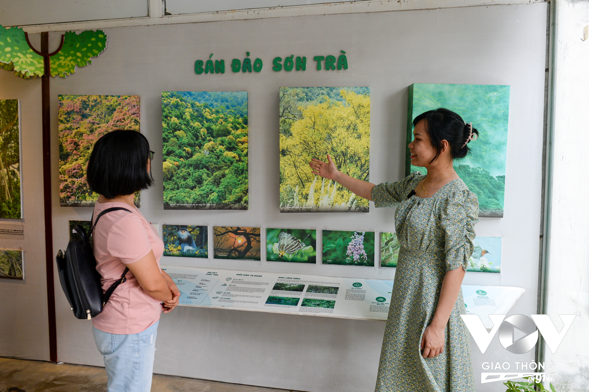 Trong Trung tâm Giáo dục và Trải nghiệm Thiên nhiên của Green Việt có hình ảnh, mô hình, mẫu vật, video,…giới thiệu về thiên nhiên, động thực vật của Sơn Trà (Đà Nẵng).