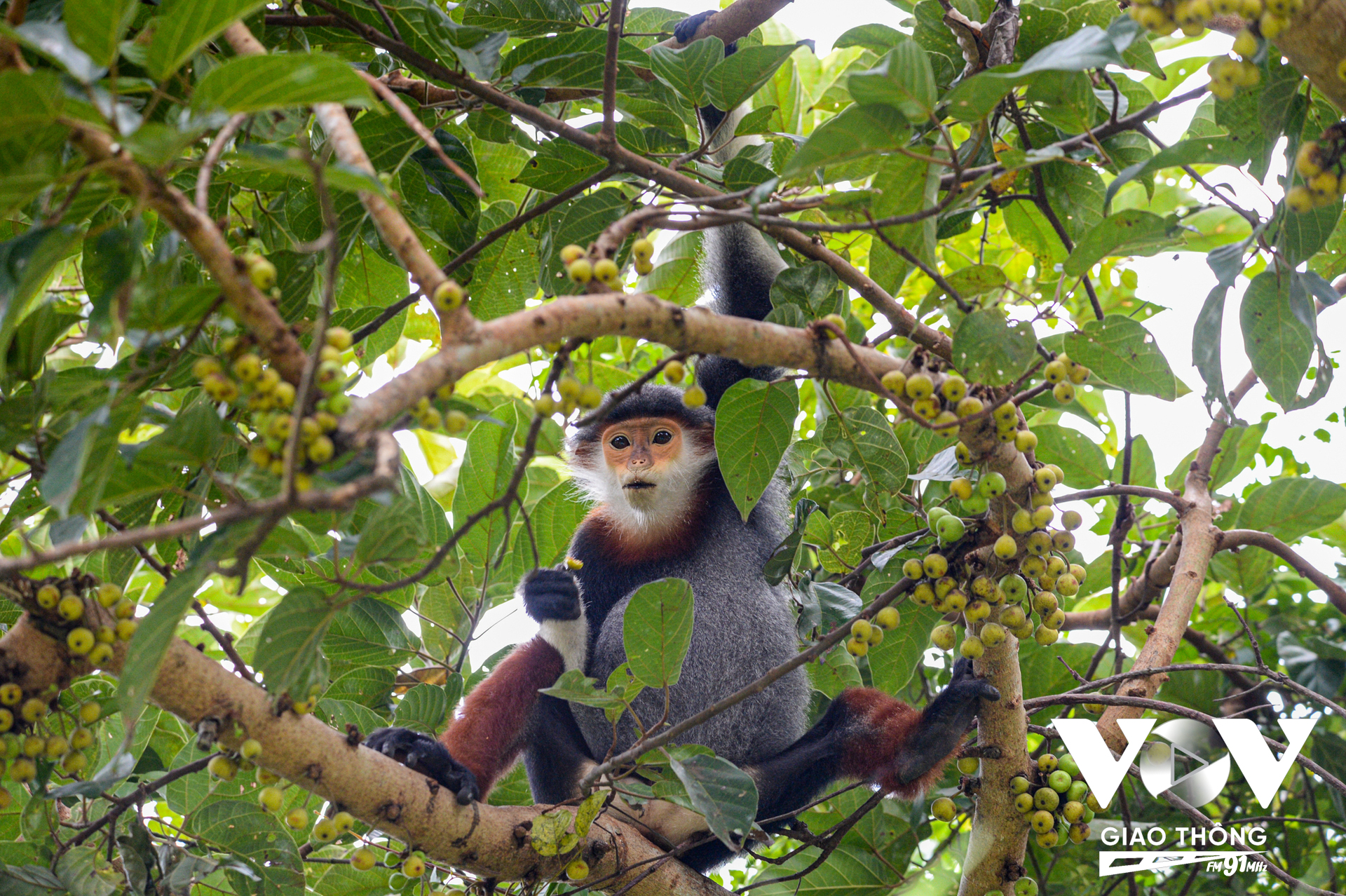 Loài Voọc chà vá chân nâu thuộc nhóm khỉ cựu lục địa (Old World Monkey), Bộ Linh Trưởng (Primates), Họ Khỉ (Ceropithecidae), và Chi chà vá (Pygathrix).Trong cùng chi chà vá còn có 2 loài khác gần giống với Voọc chà vá chân nâu là Voọc chà vá chân xám và Voọc chà vá chân đen. Về cơ bản, ngoại hình và tập tính của 3 loài này khá giống nhau, chỉ khác nhau đặc trưng ở màu sắc cẳng chân là nâu, xám và đen.