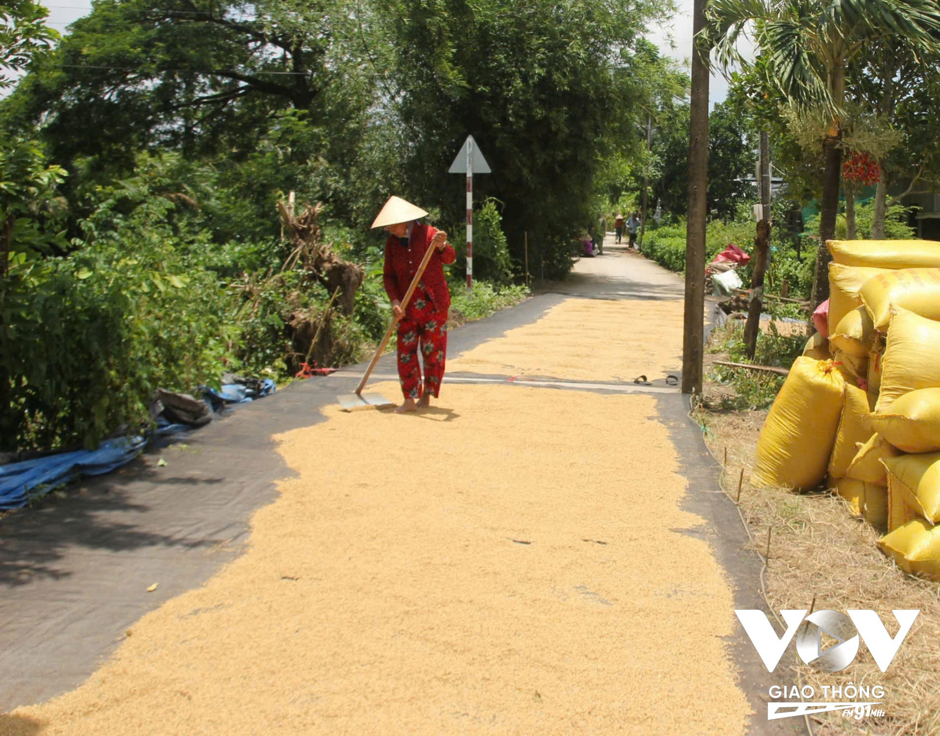 Tại các tuyến đường nông thôn ở Cà Mau, người dân phơi lúa gần hết mặt đường