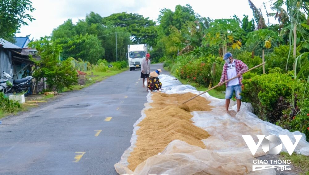 Người dân lấy nửa mặt đường phơi lúa trên tuyến Tắc Thủ- Sông Đốc