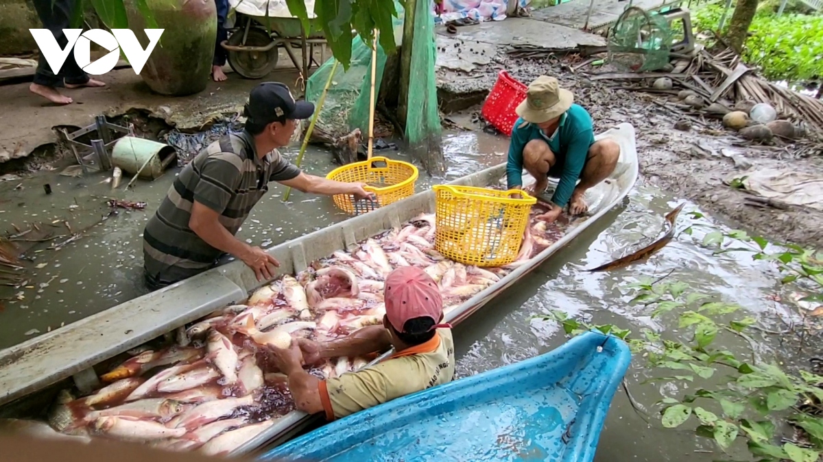 Mùa nước về cũng là lúc nông dân trữ nuôi cá ruộng