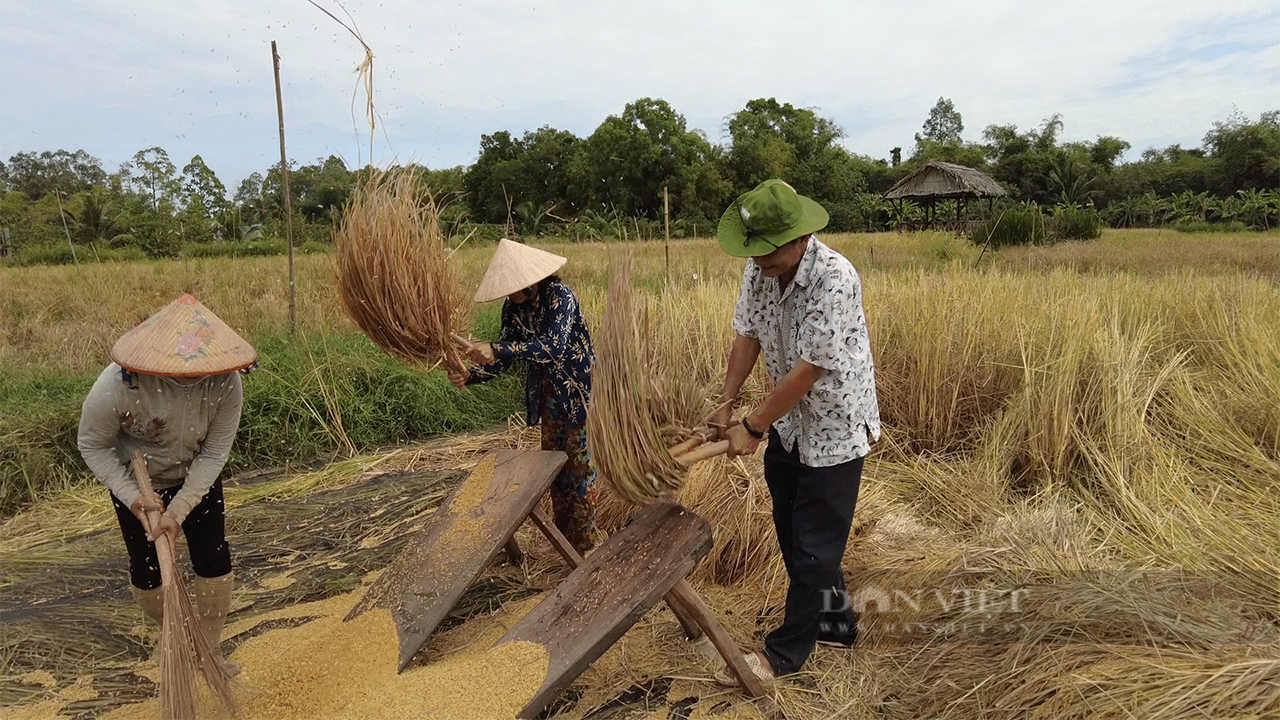 Đập lúa mùa bằng ván ngựa - Nguồn Báo Dân Việt