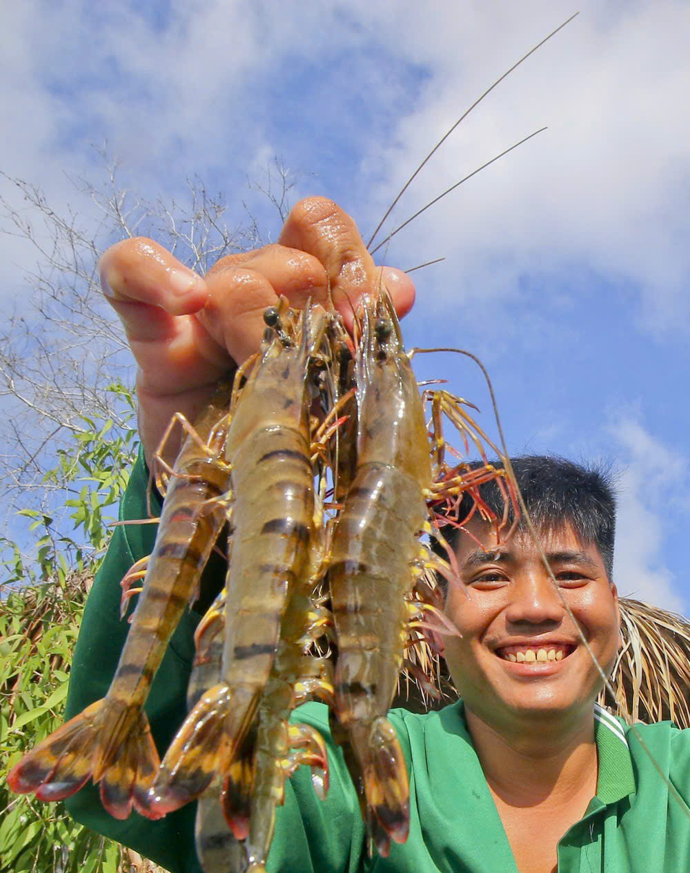 Nhiều năm nay, nông dân vùng giáp mặn Lương nghĩa - Hậu Giang bội thu mùa nước nổi nhờ nuôi tôm thuận thiên.