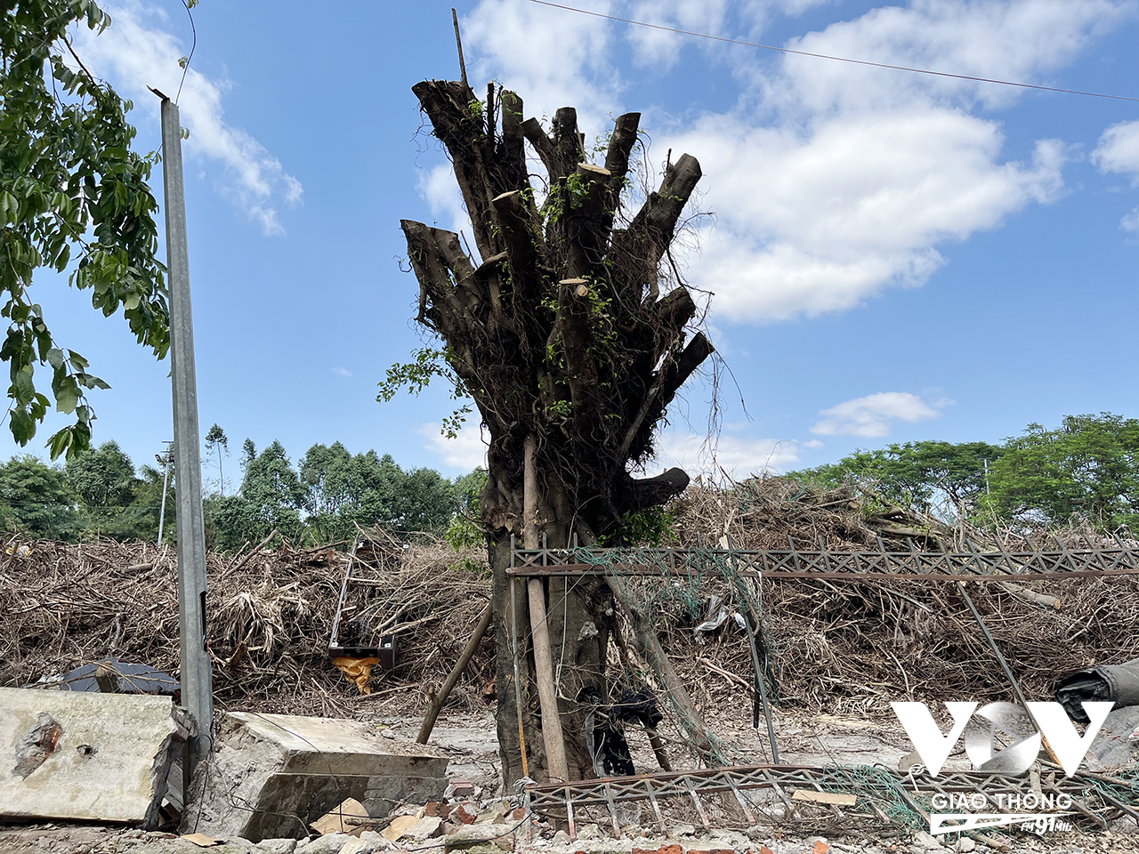 Cây si trong công viên Tuổi trẻ, quận Hai Bà Trưng bị bật gốc khiến tường công viên cũng bị đổ theo, sau đó được cắt tỉa cành và trồng lại đúng vị trí, đến nay đã bắt đầu nảy mầm ra lá xanh... Rất nhiều cây xanh trong công viên này cũng được trồng lại và hầu hết đều sống lại