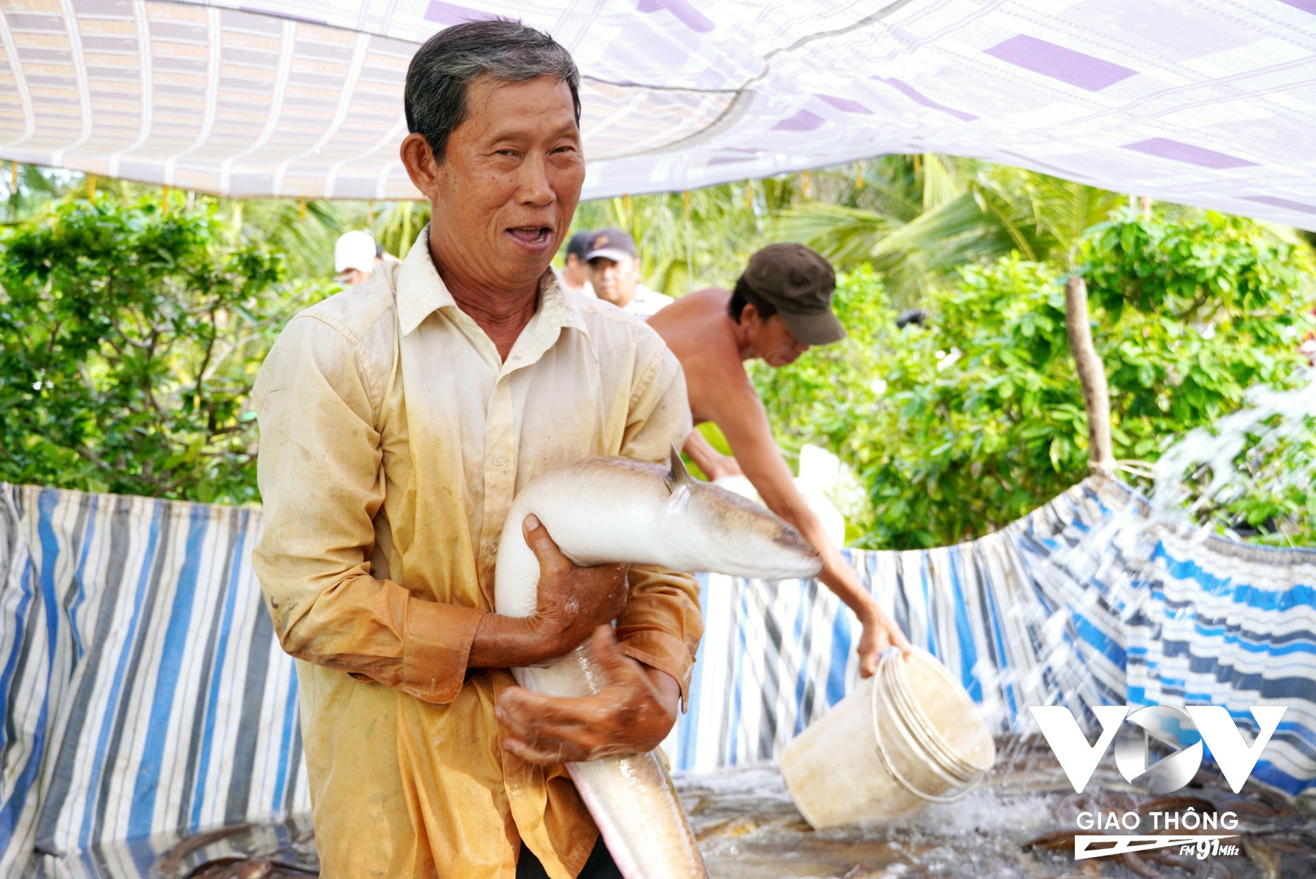 Ông Nguyễn Hữu Ánh (ông Bảy Ánh) - nông dân Việt Nam xuất sắc năm 2024