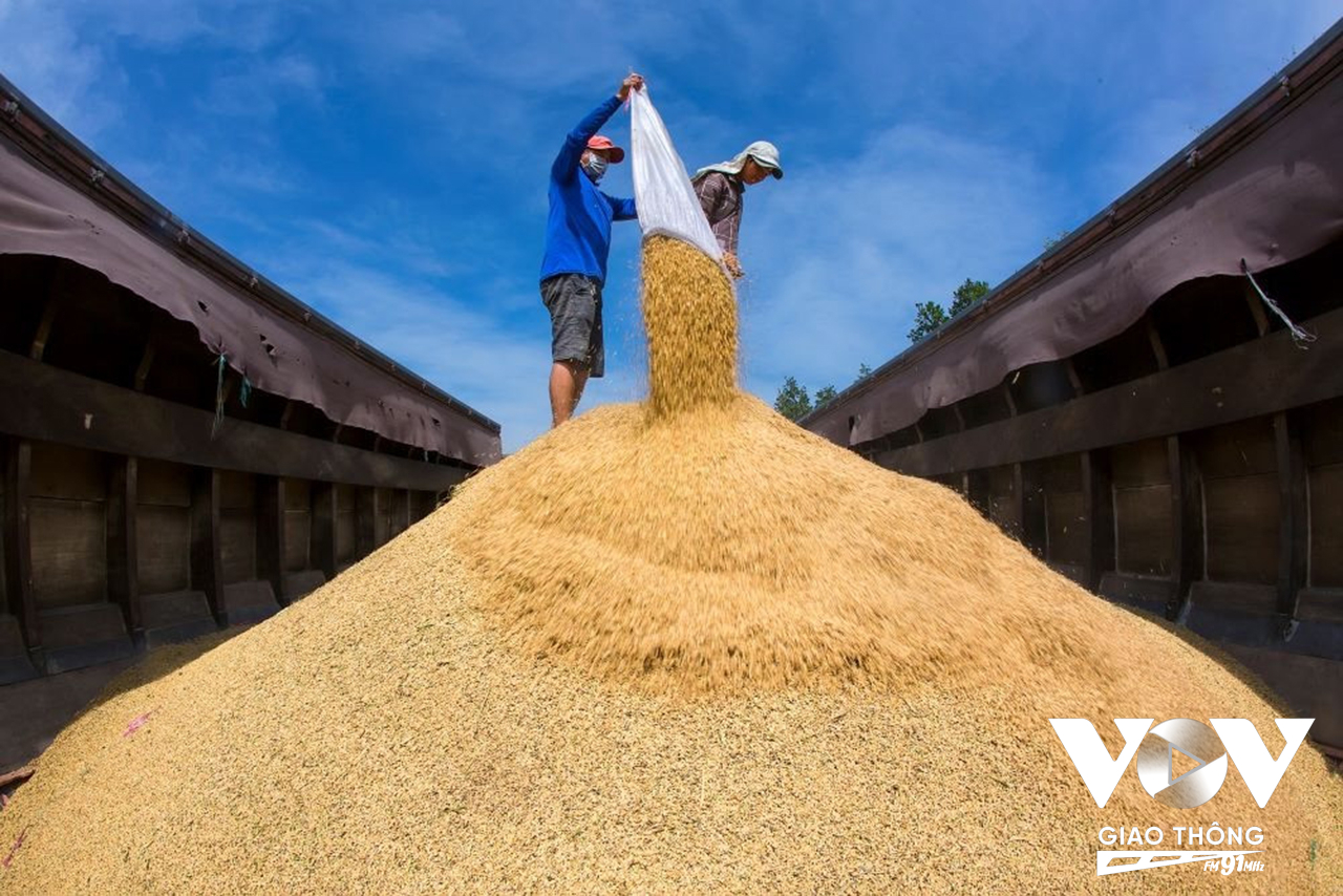 Lúa mùa nổi hiện bán với giá 15.000/kg lúa và 100.000/kg gạo.