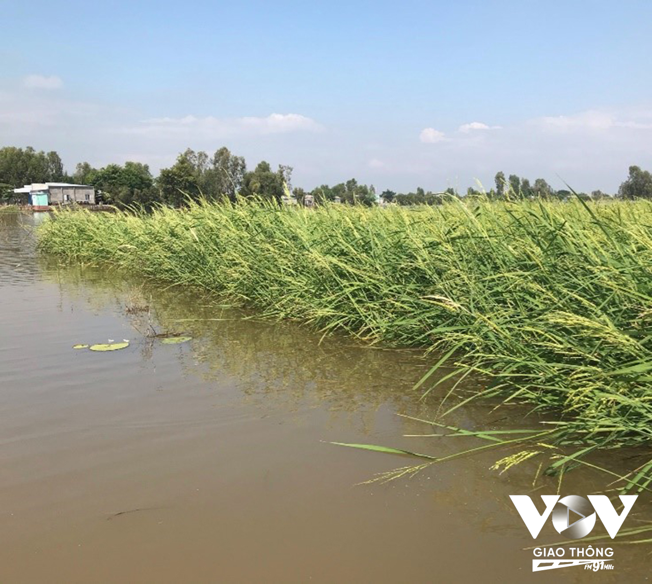 Vùng Tứ Giác Long Xuyên và Đồng Tháp Mười là 2 nơi còn đang trồng giống lúa mùa nổi. Với đặc tính vươn lóng cao trong lũ.