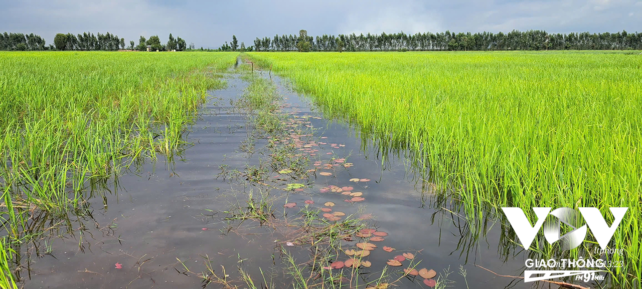 Cánh đồng lúa mùa nổi tại xã Vĩnh Phước, Tri Tôn, An Giang