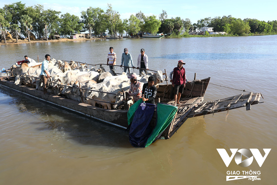 Mùa nước nổi, bò được đưa xuống trẹt, ra chợ để rao bán.