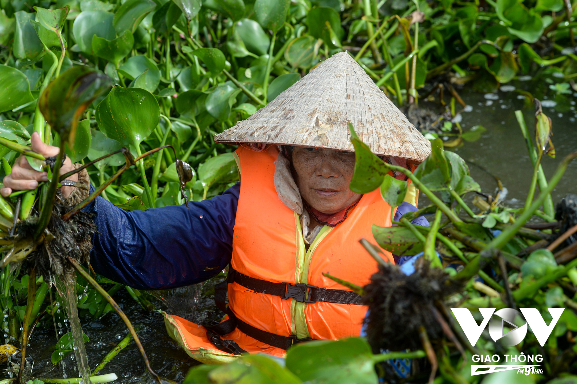 Cô Mến dùng hết sức lực giật từng cụm bèo có rễ cắm sâu xuống mặt nước, đan kẹt vào nhau. Việc vớt bèo không chỉ đòi hỏi kỹ thuật mà còn cần sức khỏe khi điều kiện làm việc sẽ ngâm mình hàng giờ dưới nước.