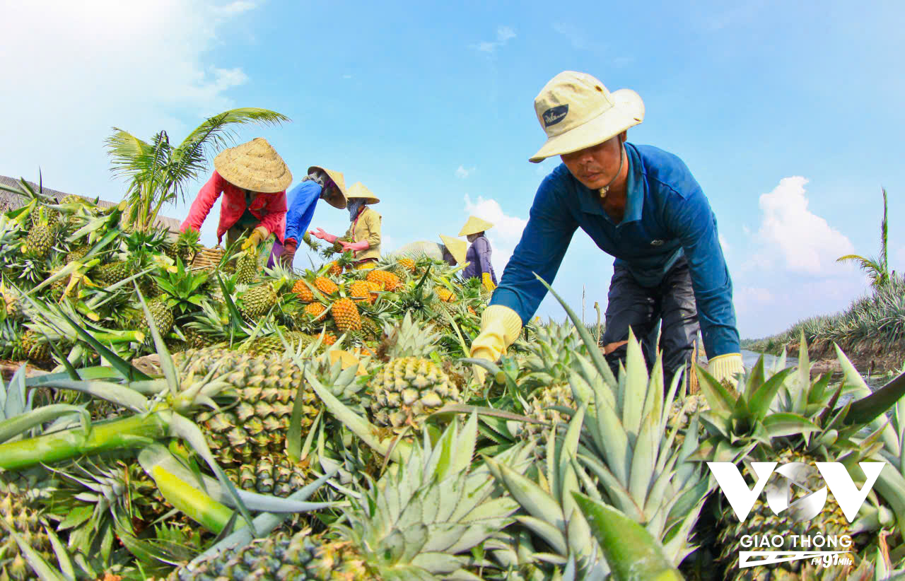 Khóm Bưng Sẩm đã giúp vùng đất đầy bom đạn Hòa Bình tái sinh một lần nữa. Nông dân làm giàu cũng từ cây khóm.