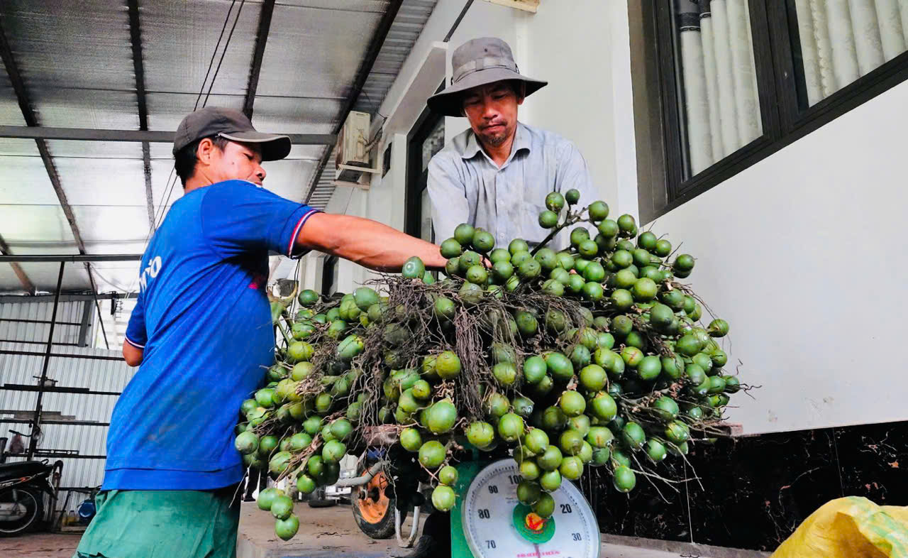 Theo khuyến cáo từ nông dân có kinh nghiệm, thì cau chỉ nên trồng xen canh để kiếm thêm thu nhập. Không nên phá vườn trồng cau toàn bộ.