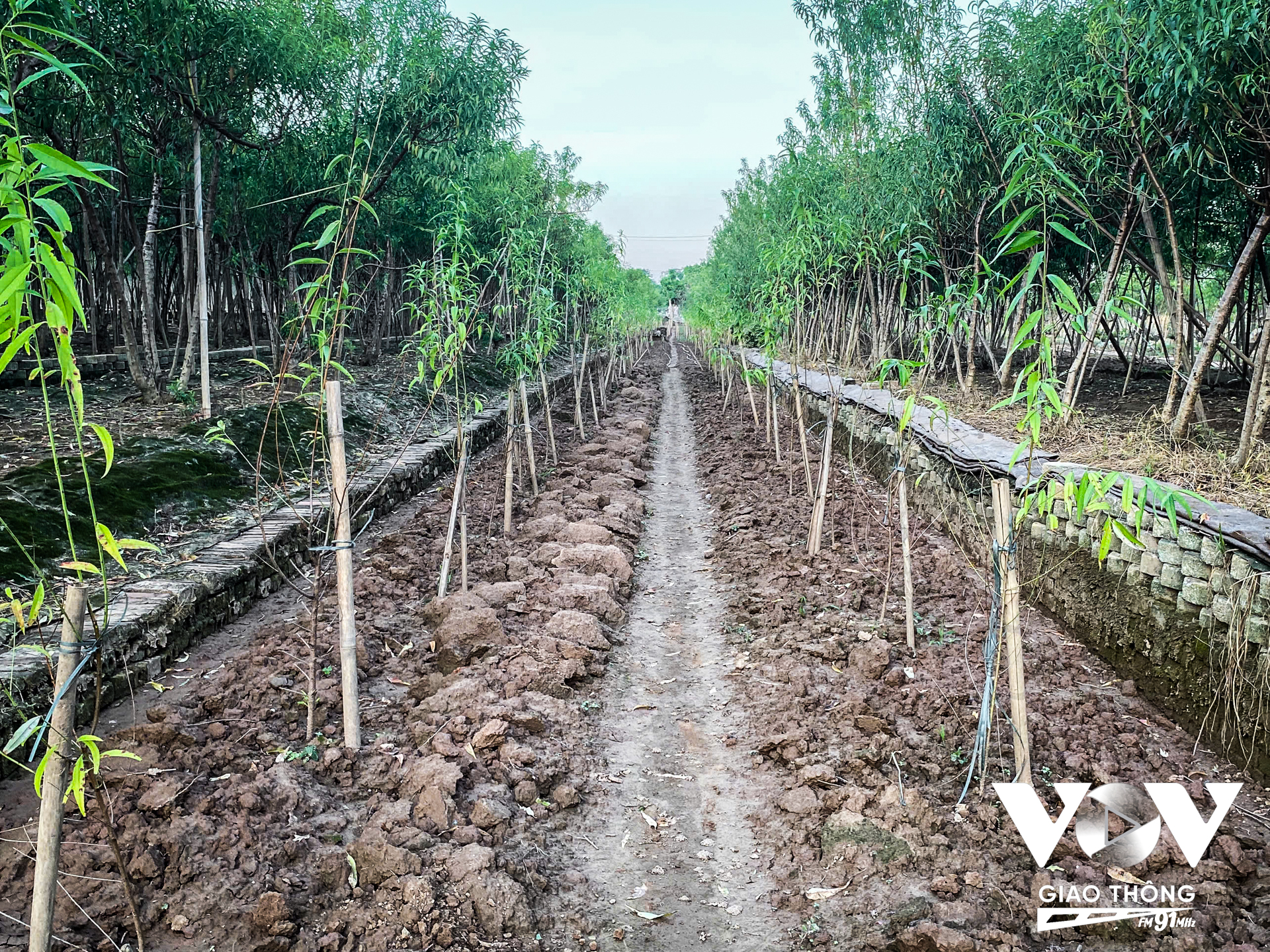 Để khôi phục lại những vườn đào bị tàn phá, nhiều gia đình tại Nhật Tân đã bắt tay vào trồng lại đào. Những cây giống mới được mang về từ các vùng núi như Lạng Sơn, Lào Cai chờ 3 tháng là có thể tiến hành ghép mắt đào bích vào thân cây để nuôi