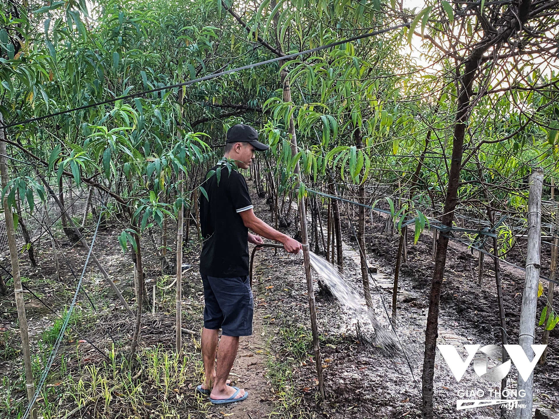 “Trồng đào này nhìn vậy mà vất vả lắm, không đơn giản đâu, tốn rất nhiều thời gian và công sức. Phải mất ít nhất 3 năm để đào có thể đẹp như lúc trước” - người xã viên chia sẻ thêm