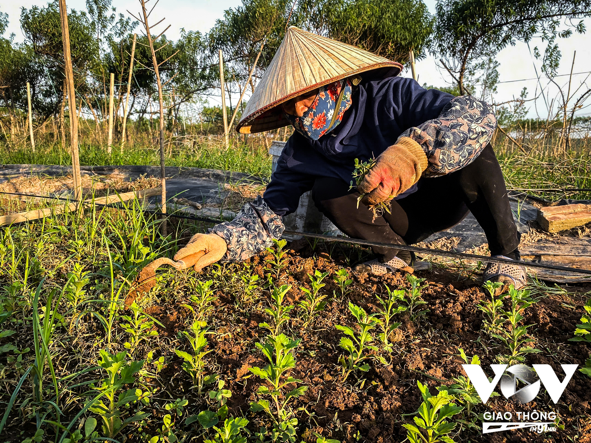 Không chấp nhận để đất trống, vợ chồng ông Đức - xã viên của HTX nông nghiệp Nhật Tân cặm cụi trồng cúc nhằm gỡ lại phần nào thiệt hại sau bão, ông cho biết: “Đào nhà tôi khoảng 300 cây hỏng hết rồi. Nước vào tận đây ngập hết đào. Giờ nhà tôi trồng thêm hoa màu ngắn ngày để bán Tết, có hoa cúc vàng, rau cải. Ăn Tết xong gia đình tôi mới bắt tay vào khôi phục lại vườn đào”