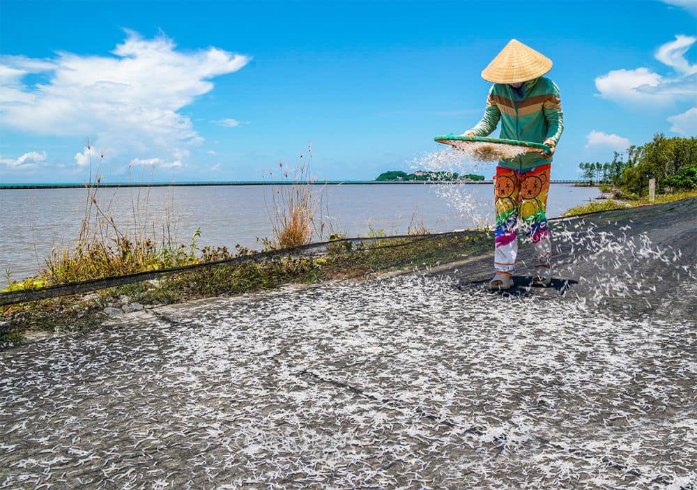 Giá cá cơm bún khô, thương lái thu mua từ 200.000 -230.000 đồng/kg. Cá cơm bún là loại có giá trị kinh tế cao gấp 6 lần so với cá cơm than. Thân hình giống như cọng bún.