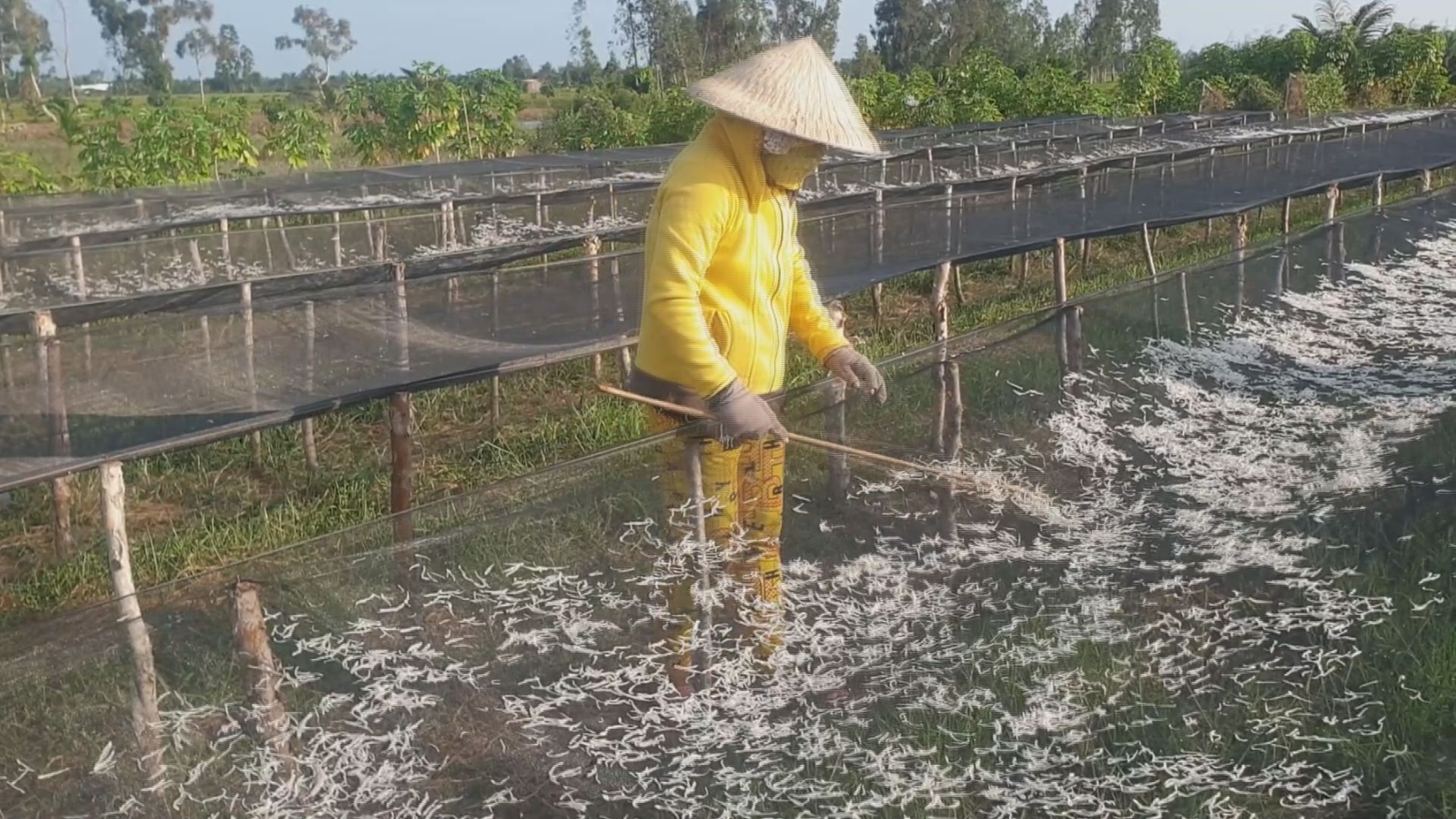 Cá cơm sau khi đánh bắt, hầu hết đều được ngư dân bán cho các ghe tàu chuyên đi thu mua nguyên liệu để cung cấp cho các cơ sở sản xuất nước mắm. Riêng cá cơm bún thì sơ chế, phơi khô rồi xuất khẩu sang các nước trong khu vực.