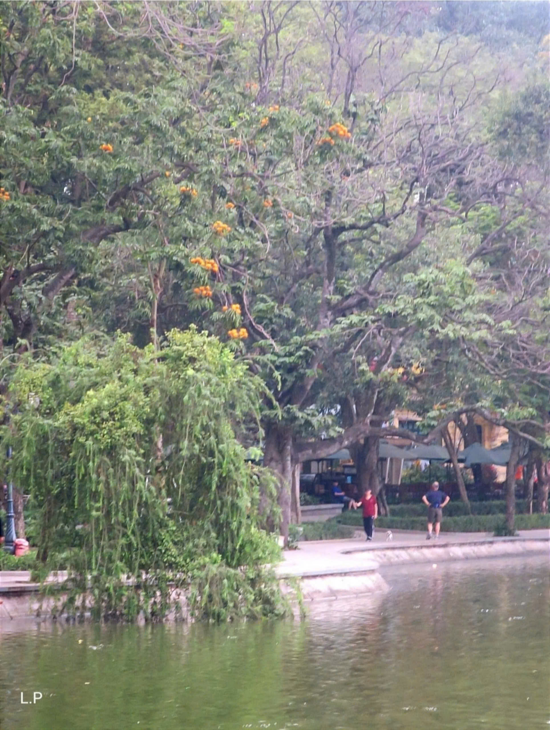 Cây liễu đuôi chồn cuối cùng ở Hồ Gươm... giờ cũng không còn nữa (Ảnh: Phạm Lợi)