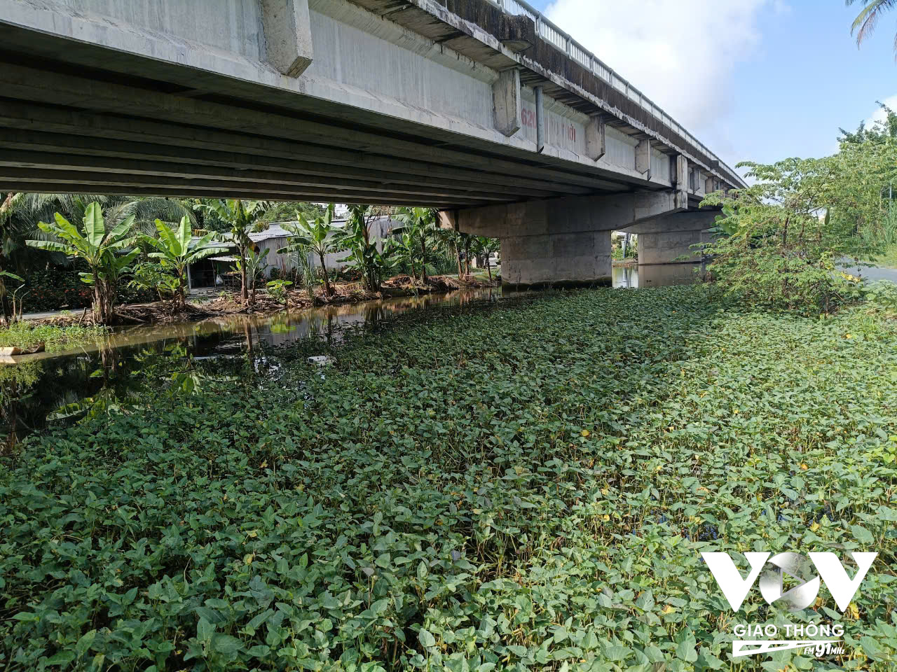 Hiện ao sâu mất vệ sinh môi trường, cỏ mọc