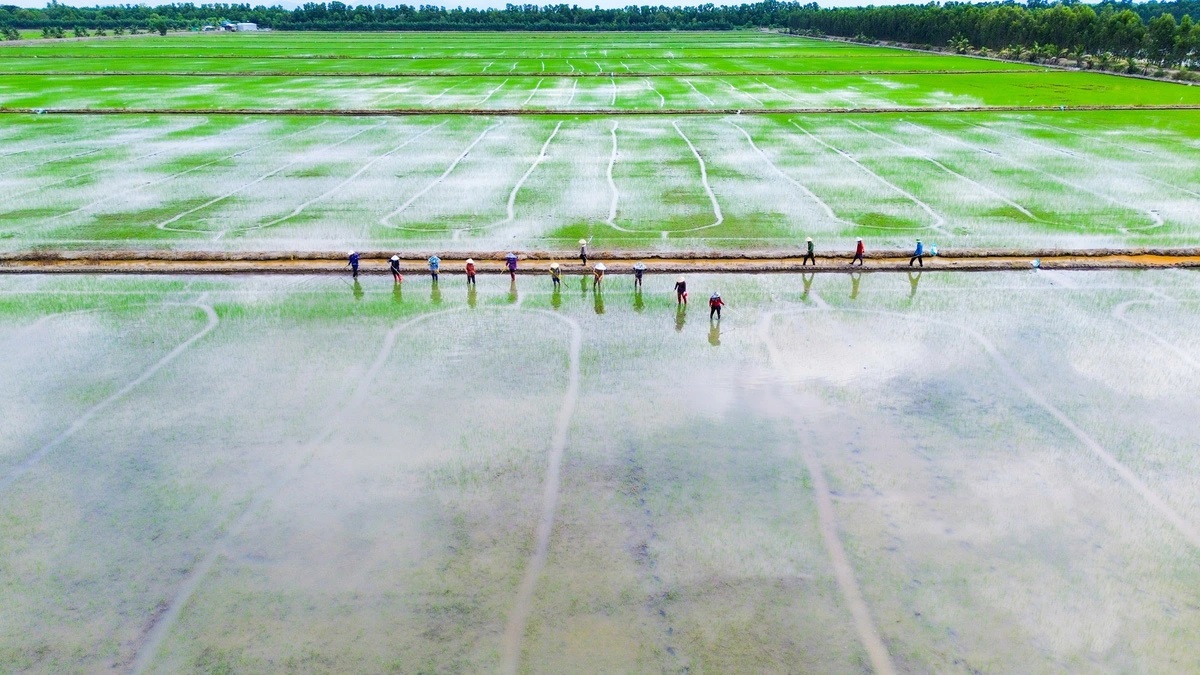 Tỷ phú Tuấn 'lúa' lọt tốp cá nhân sở hữu diện tích trồng lúa lớn nhất Việt Nam với 500 hecta.