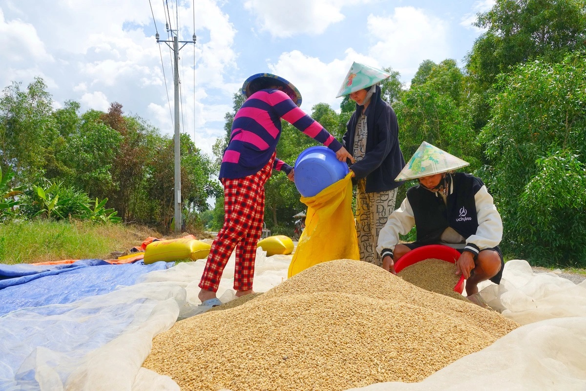 80% diện tích lúa được anh Tuấn gieo trồng là loại cao sản ST24, ST25