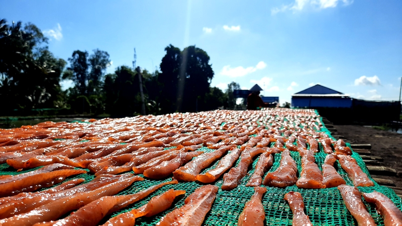 Giàn phơi khô cá lóc. Cá lóc ở đây được tẩm ướp gia vị, phơi hoặc sấy cá rất công phu nên khô giữ được vị ngọt.