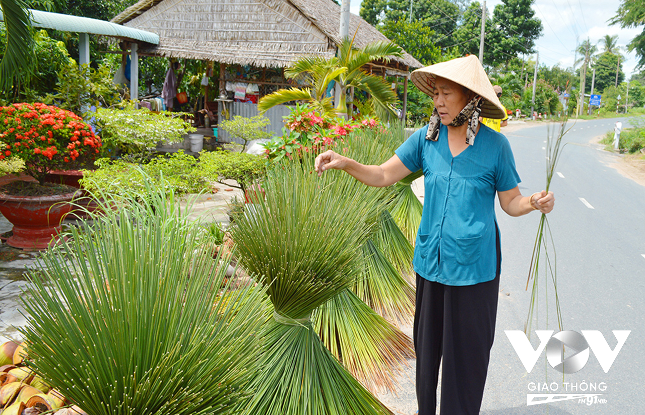 Công đoạn phơi cỏ bàng