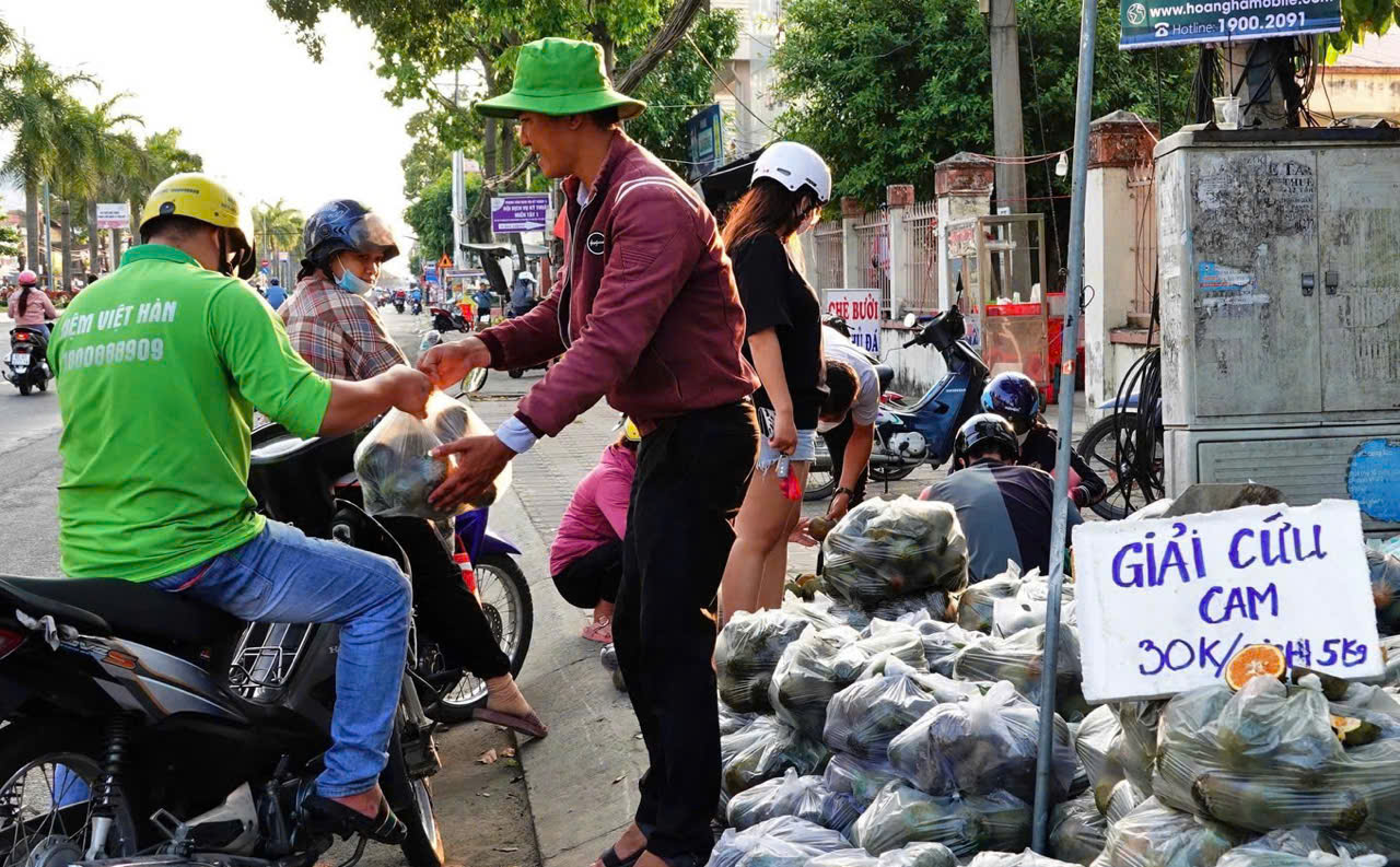 Liên tiếp 3 năm nay, nhiều địa phương bắt đầu 'chiến dịch' giải cứu cam nhưng cũng chẳng bán được bao nhiêu so với sản lượng hiện có gần 200 ngàn tấn.