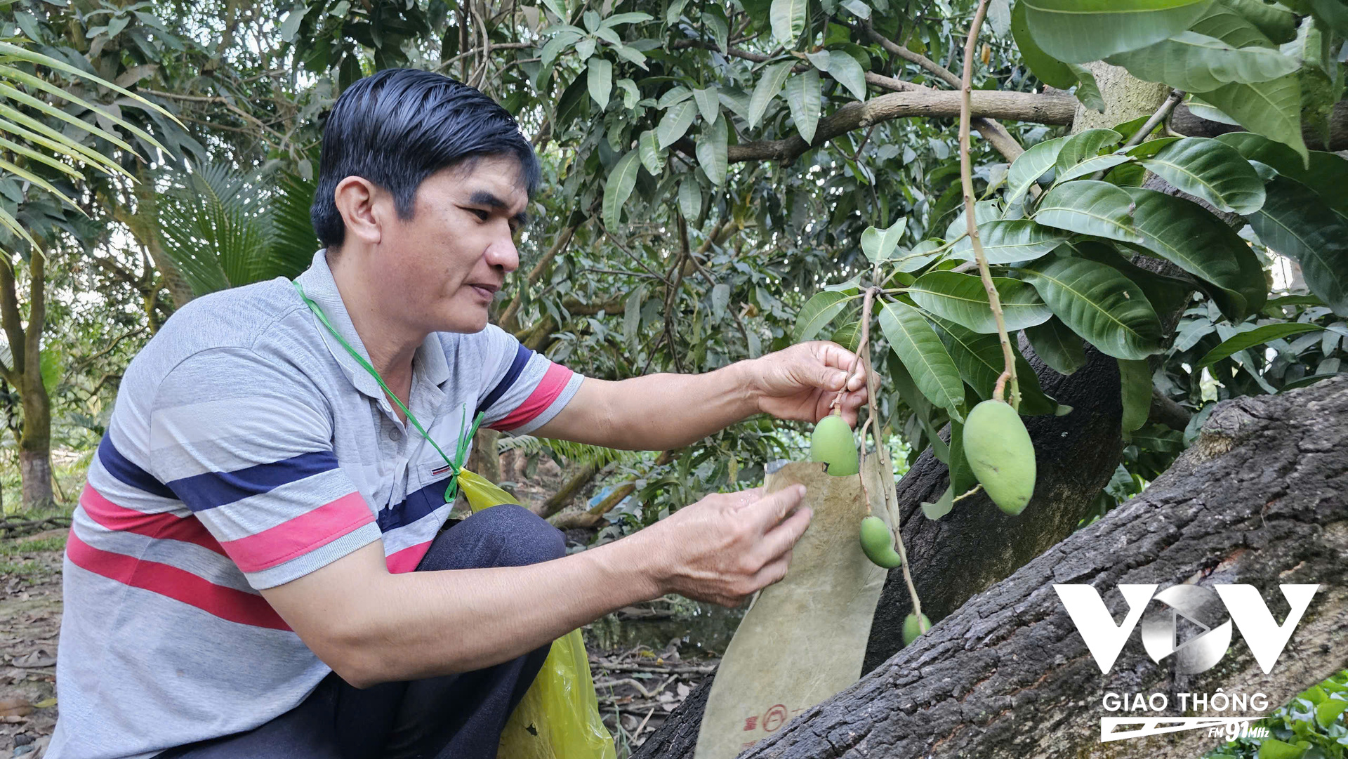 Anh Thức bao trái xoài để tạo xoài in chữ thư pháp. (Nhật Minh/Mekong FM)