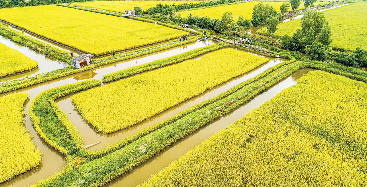 Cánh đồng Tôm - Lúa nằm trong bán kính 'Cánh đồng chó ngáp' hôm nay trúng mùa, trúng giá, nông dân bội thu tiền lời. ( Ảnh: Báo Thanh Niên)