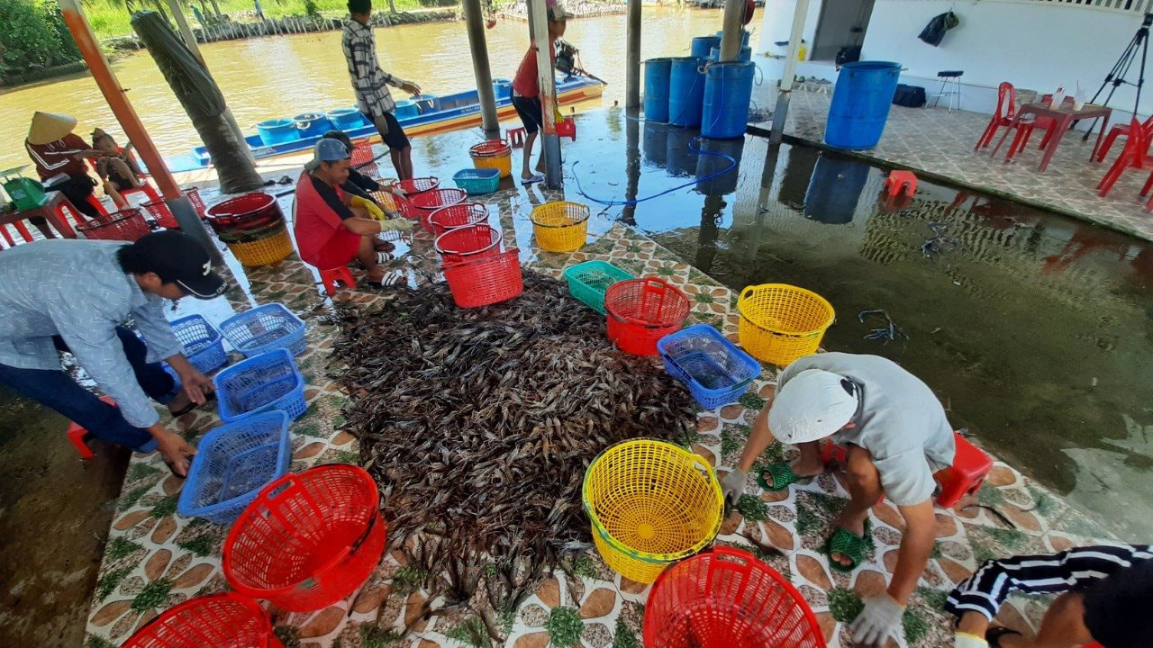 Ngoài lúa thì tôm cũng là sản phẩm chủ lực của 'Cánh đồng chó ngáp' hôm nay. ( Ảnh: báo Đại Đoàn Kết)