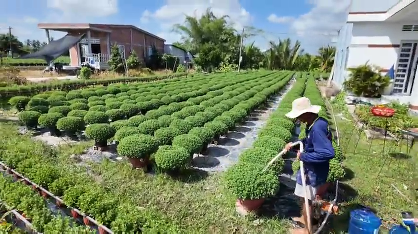 Người dân chăm sóc những chậu hoa để kịp bán tết