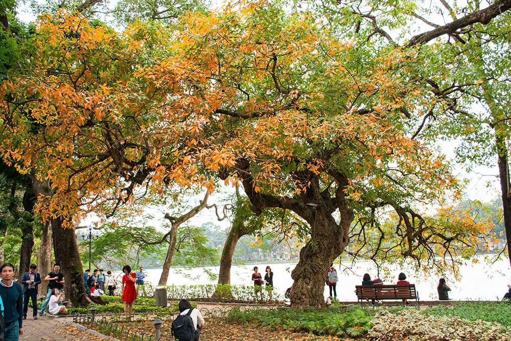 Cây Lộc vừng chuyển màu lá đỏ (Ảnh: Nguyễn Trường)