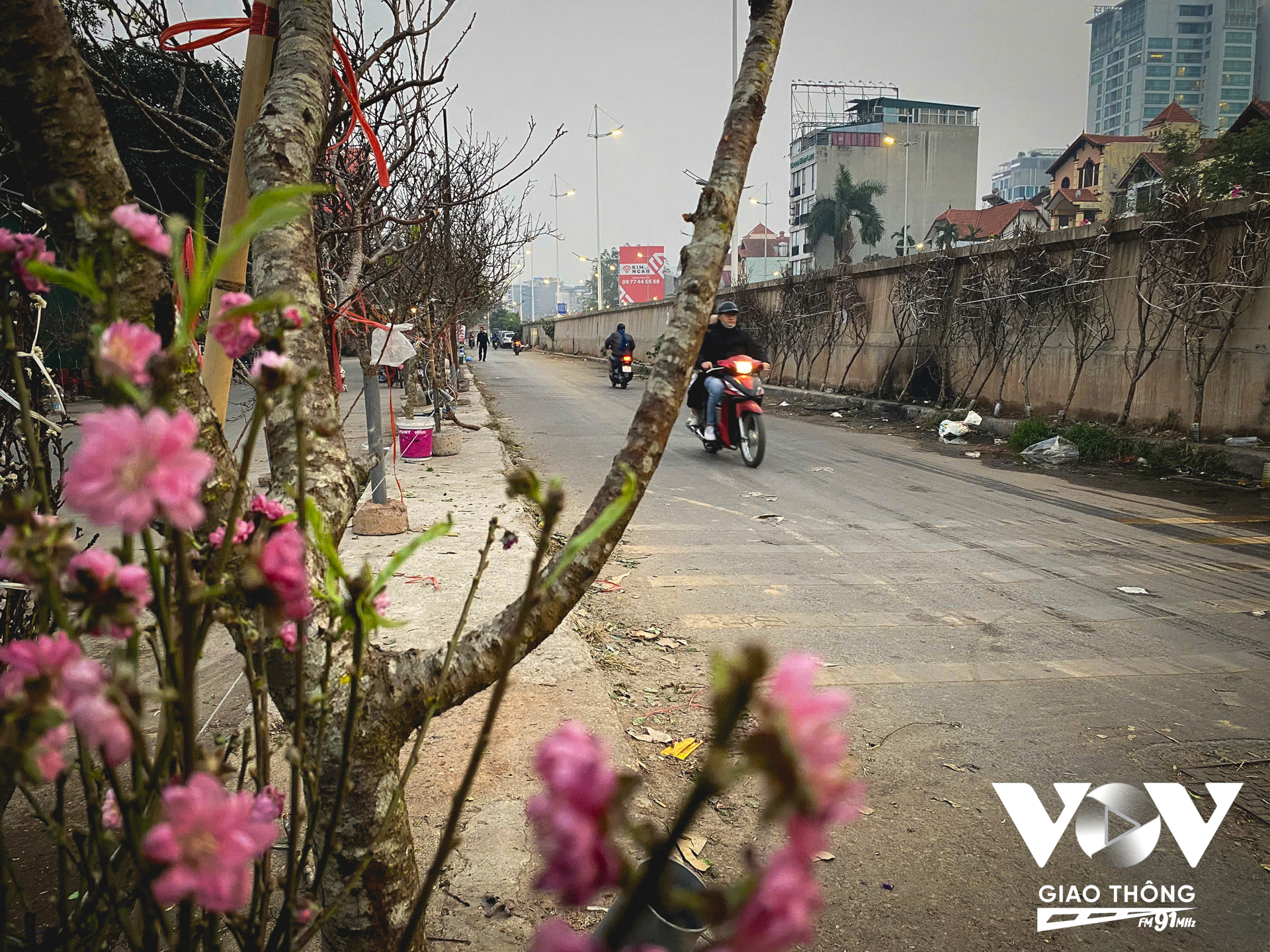 Những cành đào được bày bán dọc hai bên đường vào chợ hoa Quảng An báo hiệu Tết đang cận kề.