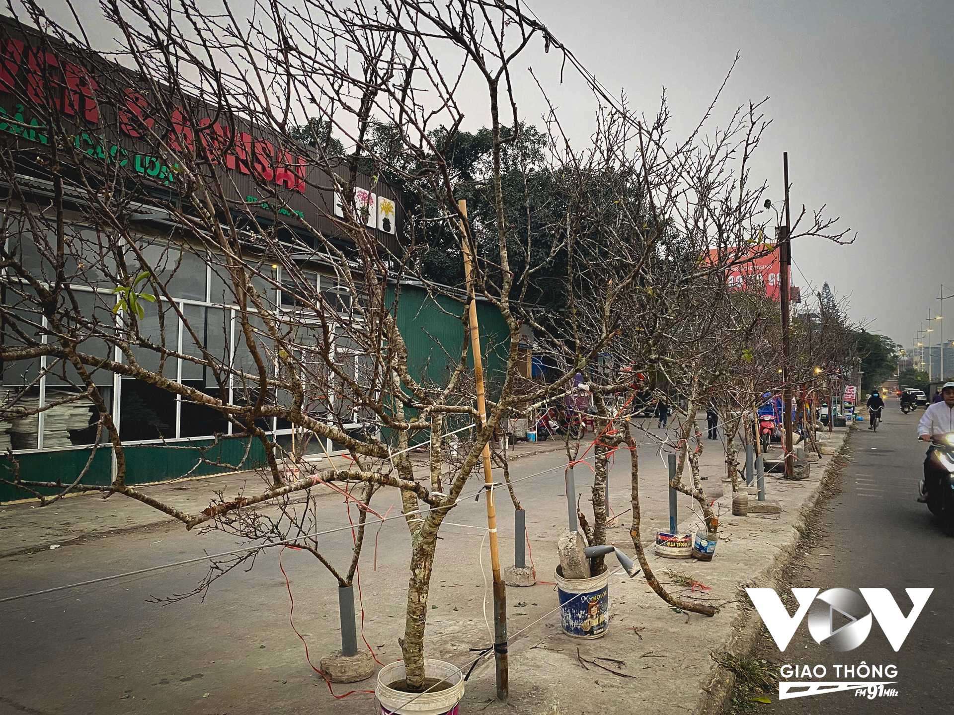 Ngoài ra, đào rừng cũng đã được các tiểu thương nhập về từ Lạng Sơn, Mộc Châu, Lào Cai và bày bán với giá 200.000 - 500.000 đồng/cành.