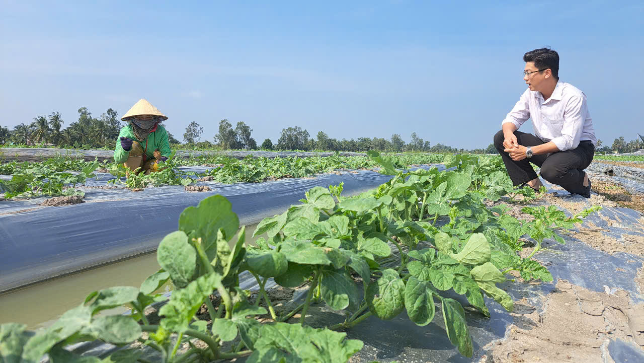 Ảnh: Nông dân ĐBSCL tích cực chuẩn bị rau màu phục vụ thị trường Tết 2025 (Nhật Minh/Mekong FM)