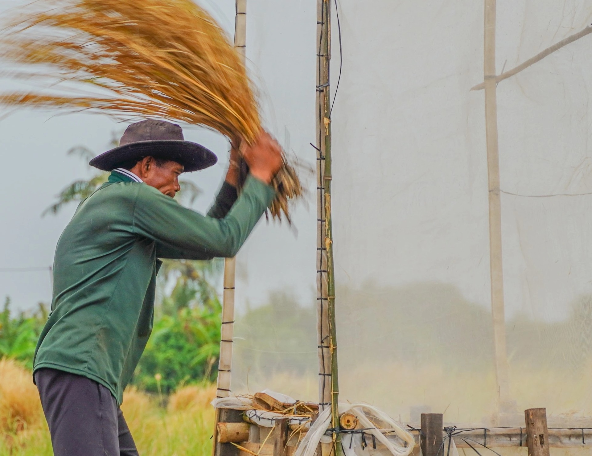 Người dân Vĩnh Châu đập lúa thủ công