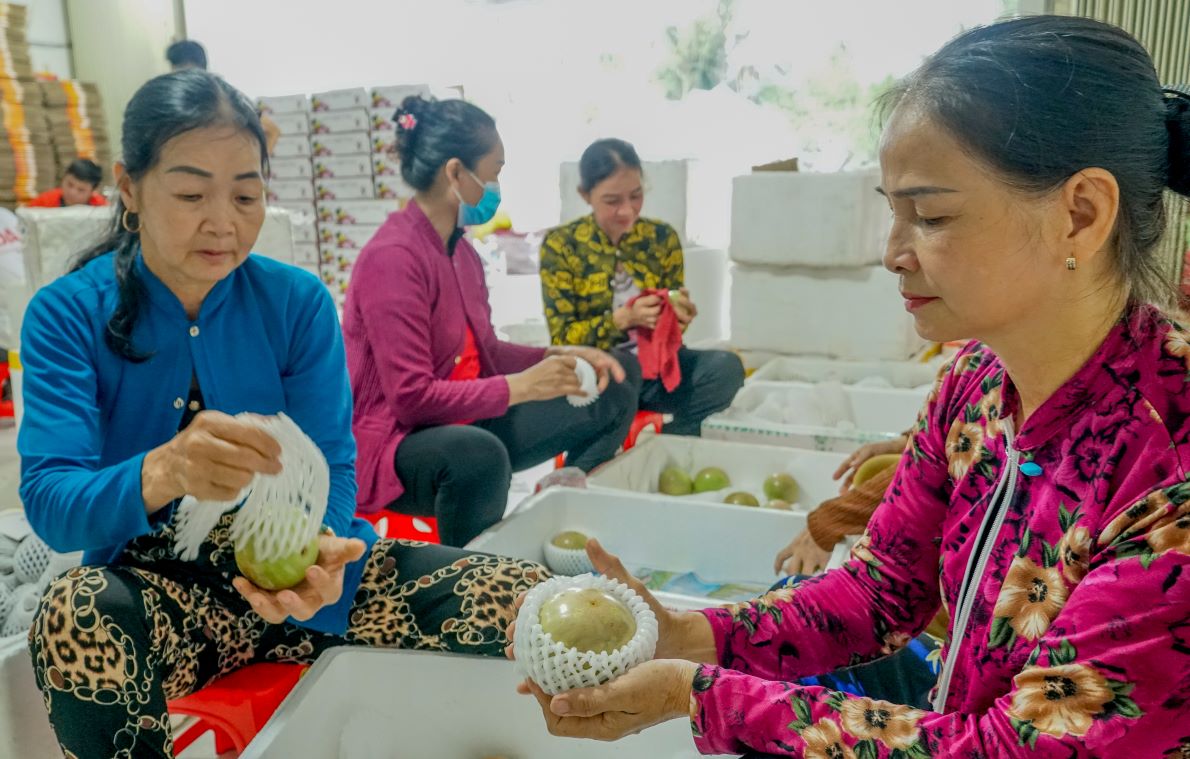 ú sữa được tiêu thụ ở nước ngoài giảm được lượng hàng tồn kho vào thời điểm chính vụ, nhà vườn tránh được tình trạng bị ép giá.