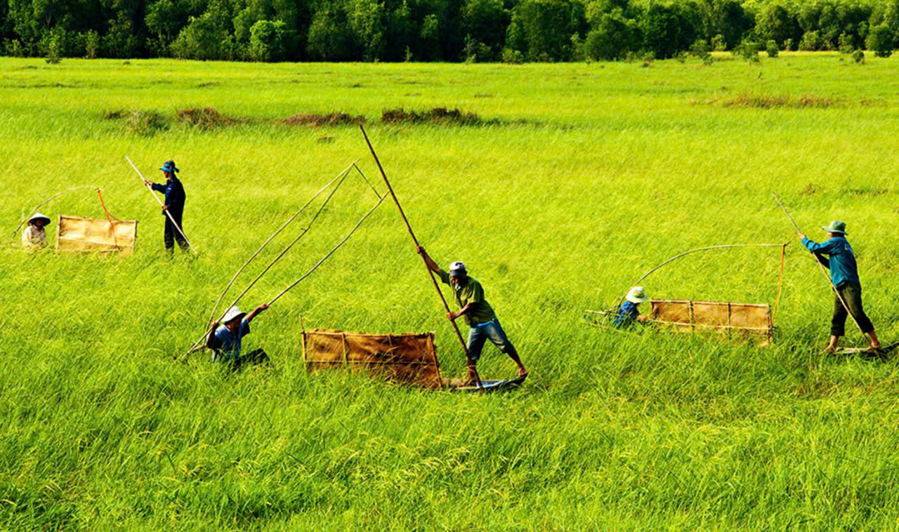 Lúa ma, một loại lúa mọc ở Đồng Tháp Mười trước khi khai hoang. Ngày nay, nông dân phục dựng lại khâu thu hoạch lúa ma tại Tràm Chim Tam Nông như nhắc nhớ một thuở khai hoang xứ này.