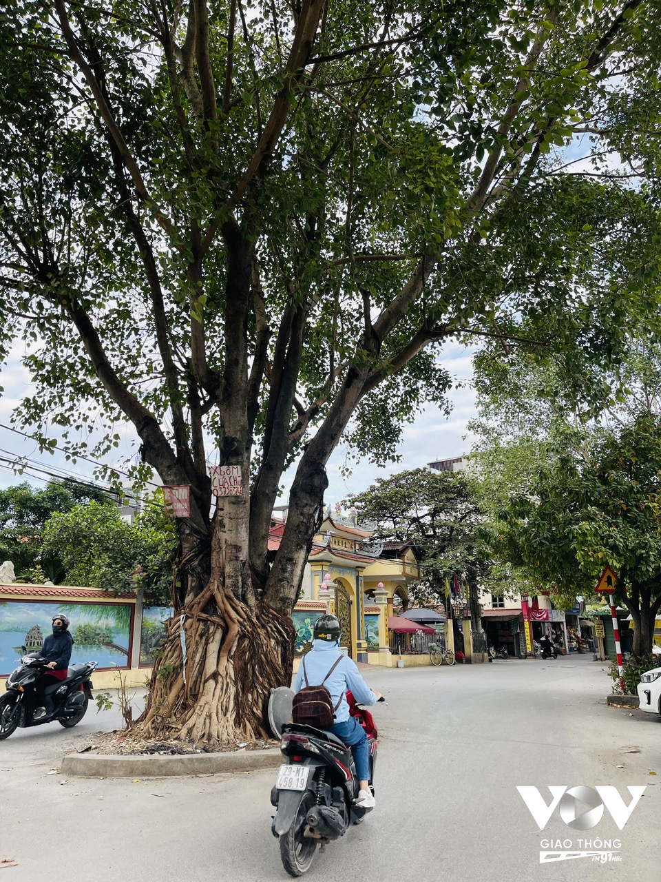 Lòng đường mỗi bên rộng khoảng 4 mét, buổi tối có điện sáng trưng nên việc đi lại không bị ảnh hưởng gì từ cái cây